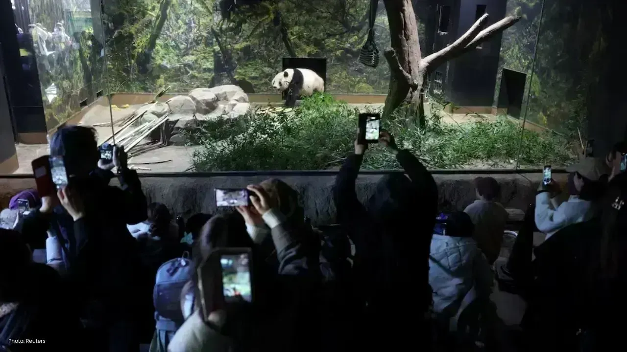 Panda Twins Xiao Xiao and Lei Lei Homebound to Sichuan
