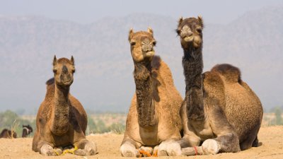 Saudi Arabia to Issue Official Passports for Camels