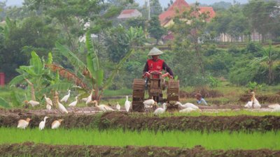 Oman, Armenia Boost Agriculture Ties