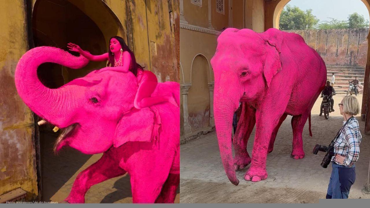 Jaipur Photoshoot Sparks Controversy Over Pink Elephant