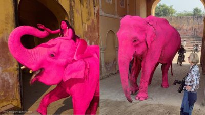 Jaipur Photoshoot Sparks Controversy Over Pink Elephant