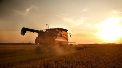 Wheat Harvest Begins in Dhofar’s Al Najd Area