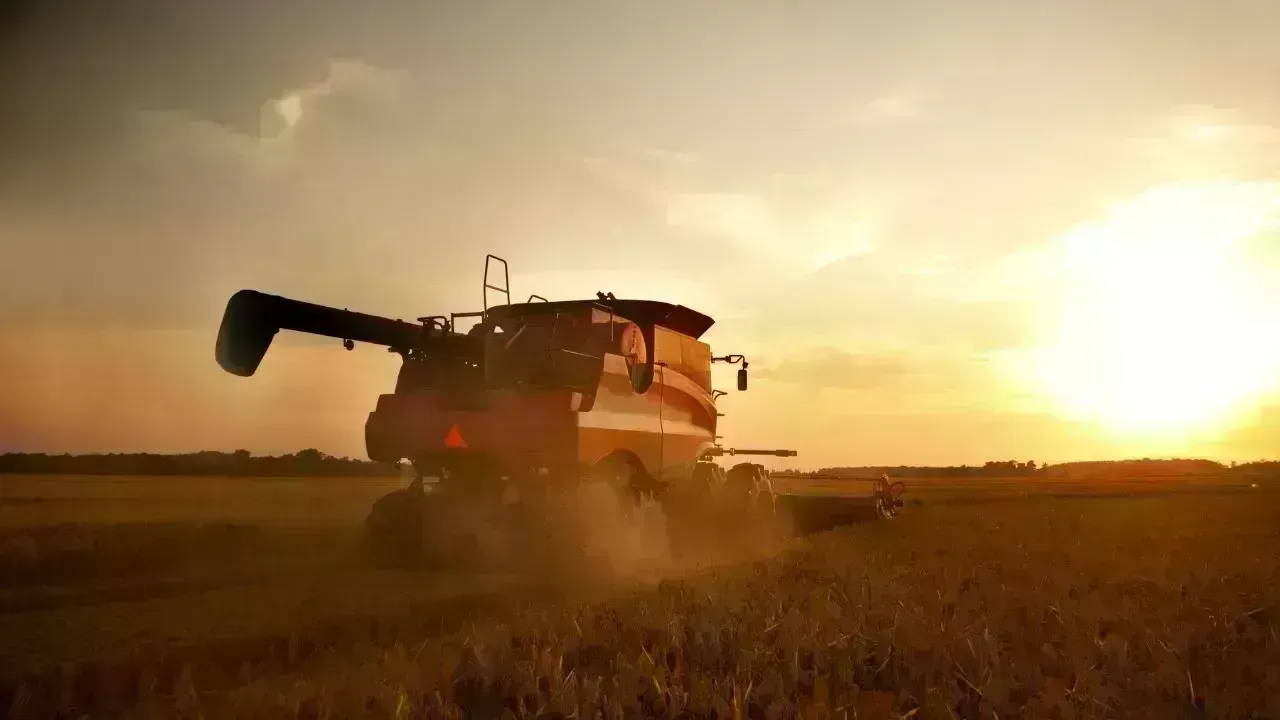 Wheat Harvest Begins in Dhofar’s Al Najd Area