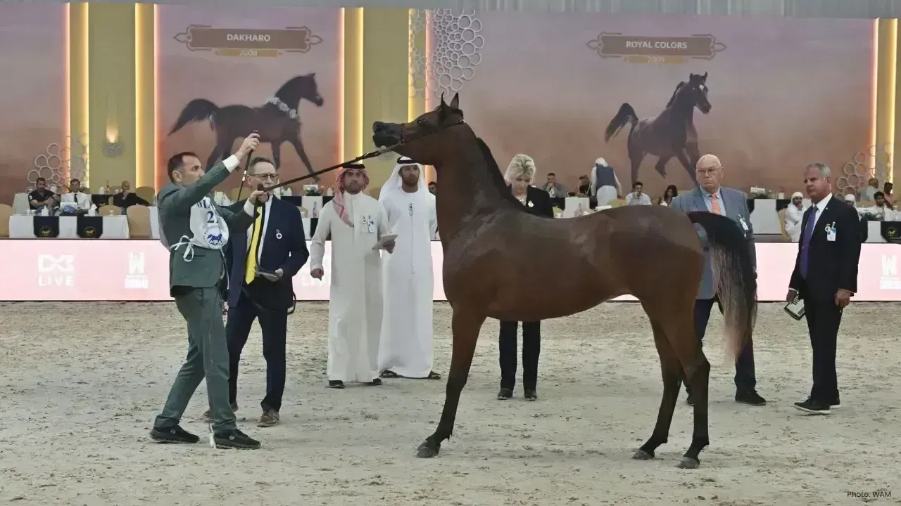Dubai Arabian Horse Championship 2026 Commences Spectacularly