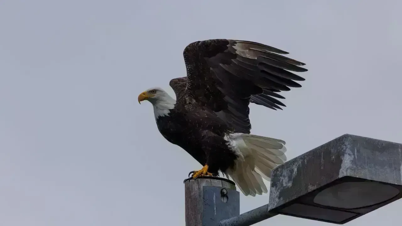 Bald Eagles Rescued From Power Line in Surrey