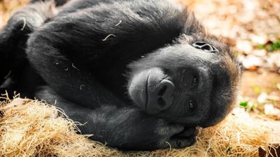 Bua Noi: The Gorilla at the Heart of Ethical Debate in Bangkok