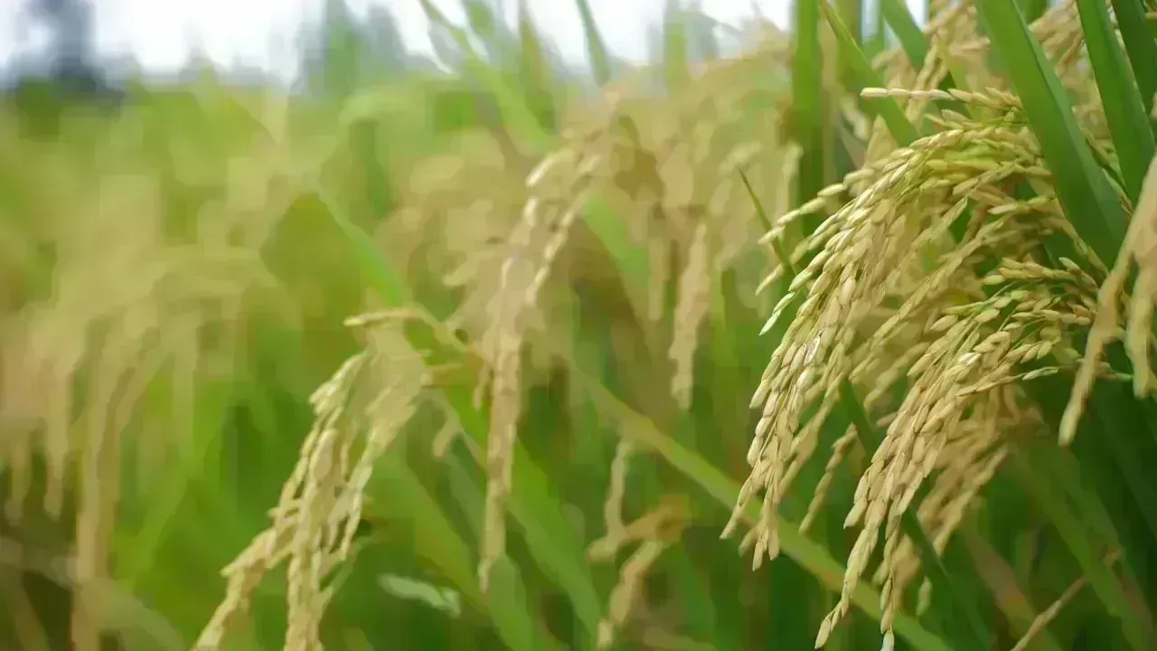 India's Basmati Rice Exports Resilient Amid Conflicts in West Asia