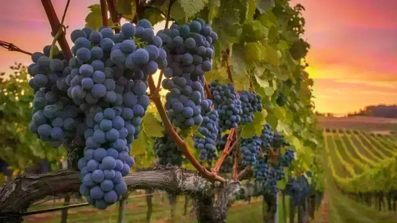 Agricultural Advancements Enhance Food Security in North Al Sharqiyah