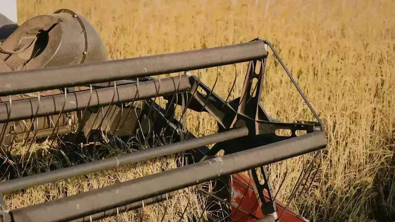 Wheat Harvesting Grows in Dhofar Region of Oman