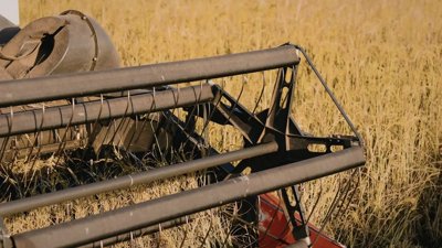 Wheat Harvesting Grows in Dhofar Region of Oman