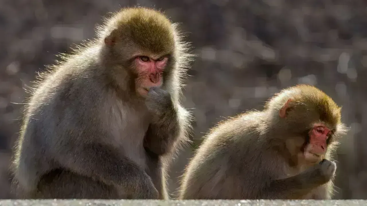 US Navy Sailor Injured by Monkey in Thailand During Deployment