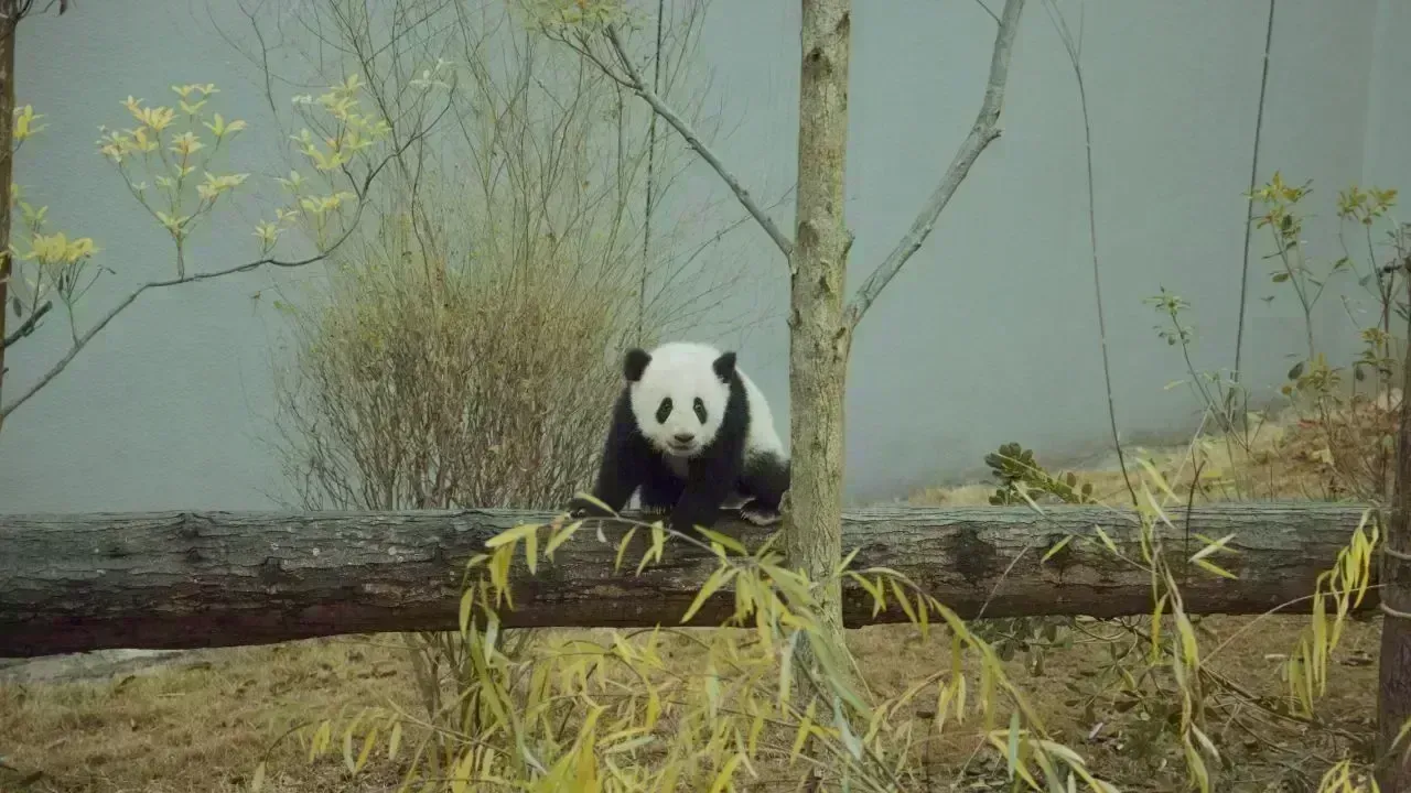 Two Giant Pandas Arrive at Zoo Atlanta from China