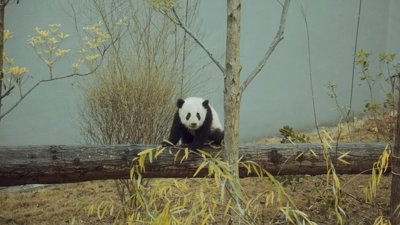 Two Giant Pandas Arrive at Zoo Atlanta from China