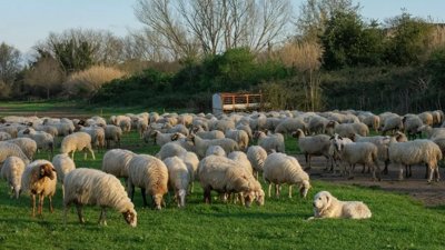 Lambing Season Concludes Successfully in Mary Velayat