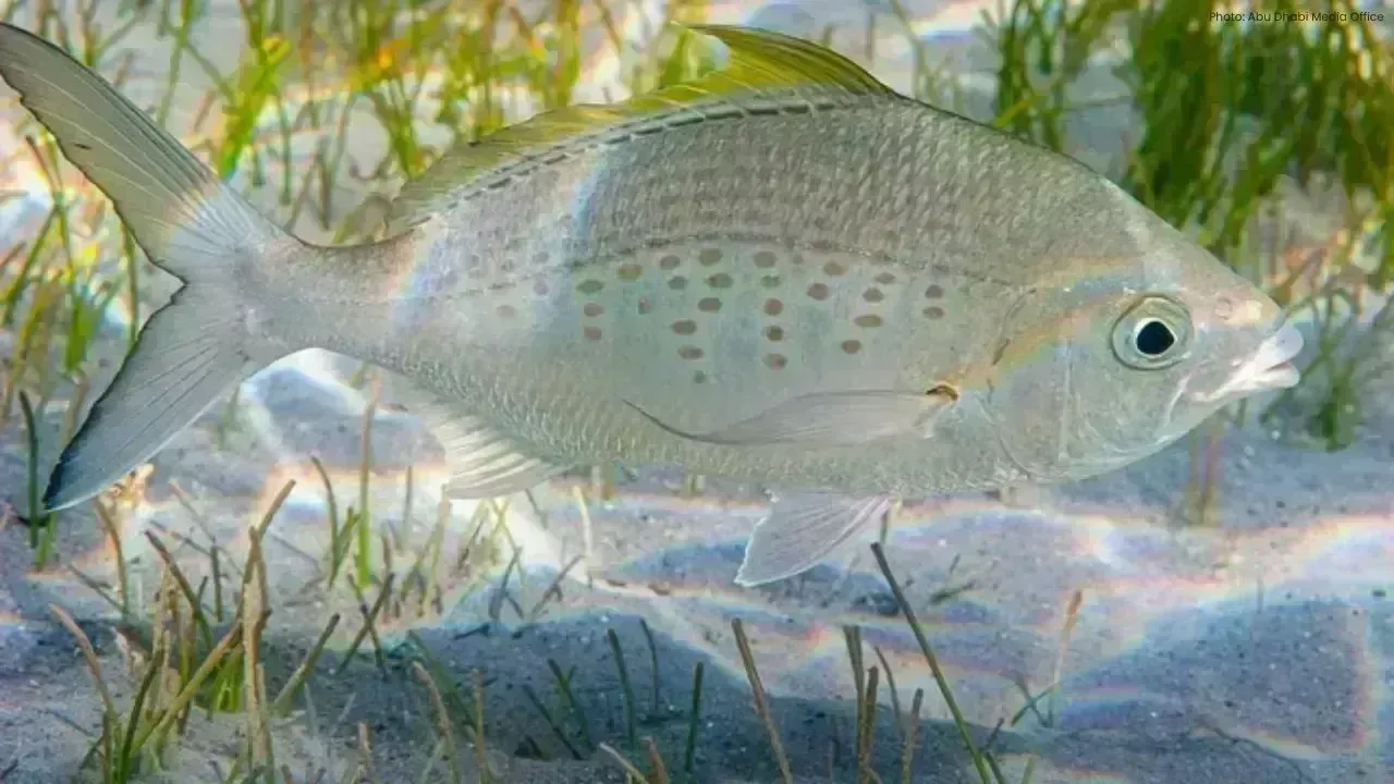 Abu Dhabi Refreshes Fishing Regulations for 2026