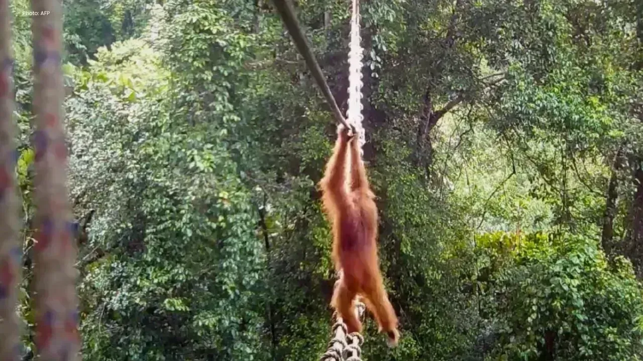 Sumatran Orangutan Crosses Man-Made Canopy Bridge