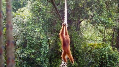 Sumatran Orangutan Crosses Man-Made Canopy Bridge