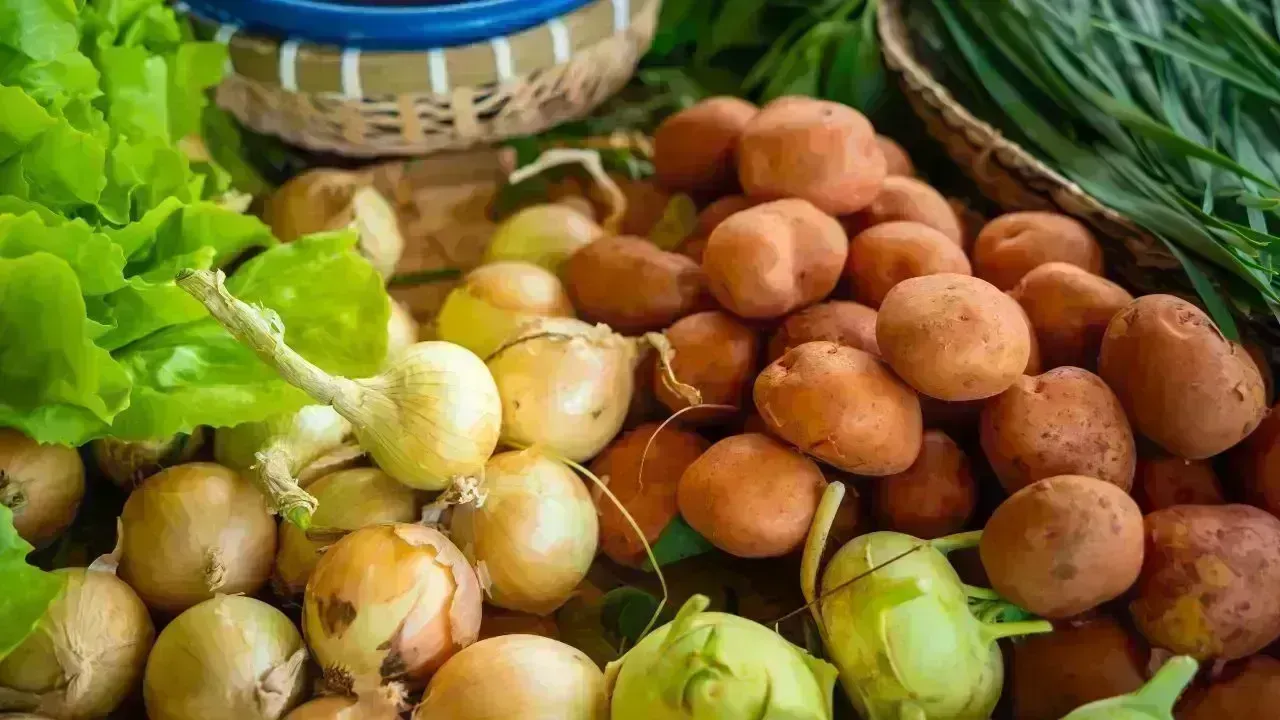 Lebap Farmers Anticipate Bountiful Crop Harvests