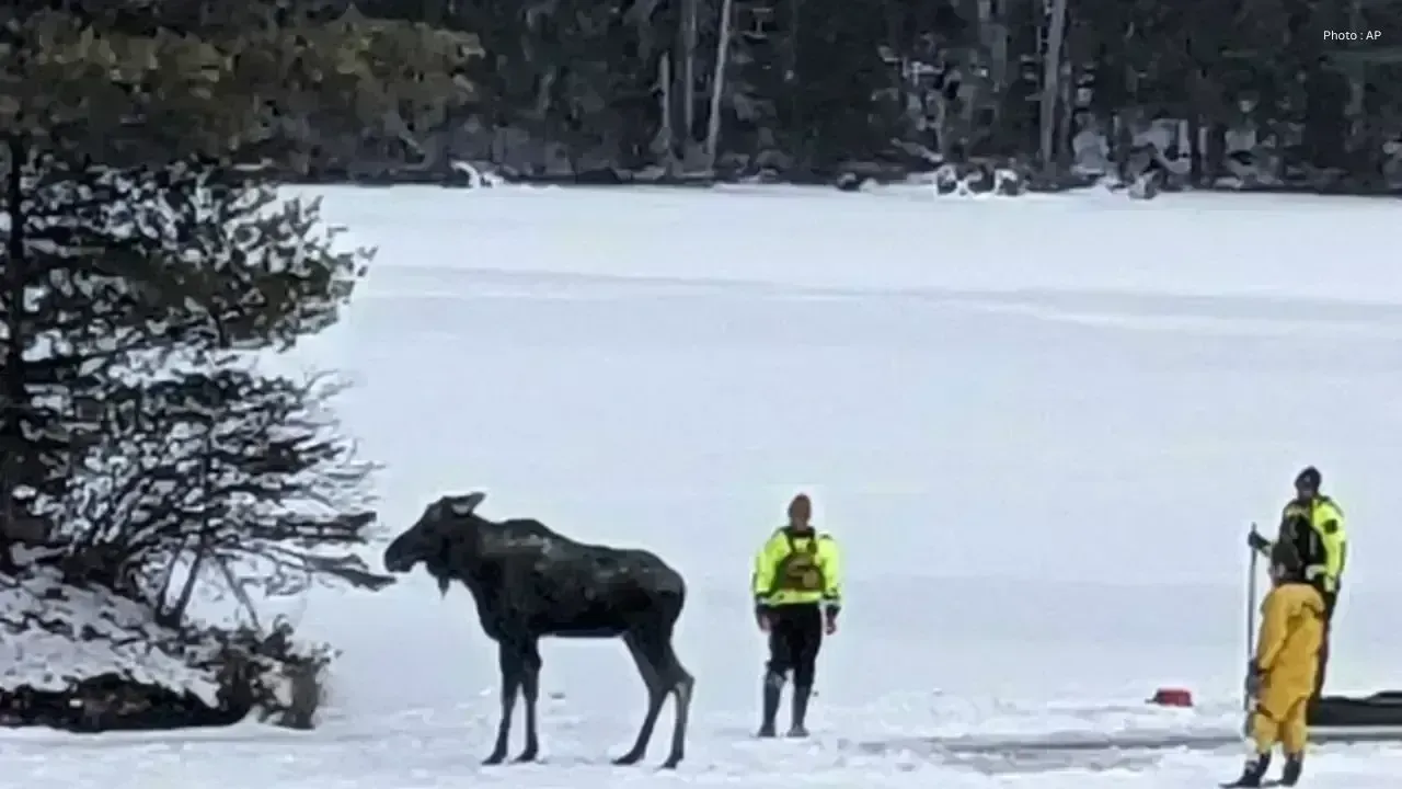 Saskatchewan Tow Truck Operator Rescues Moose from Icy Peril