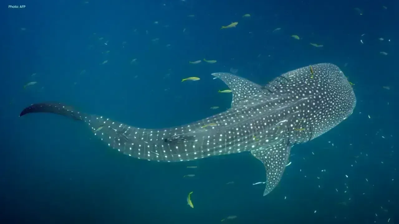 Critical Whale Shark Habitats Identified in Indonesia