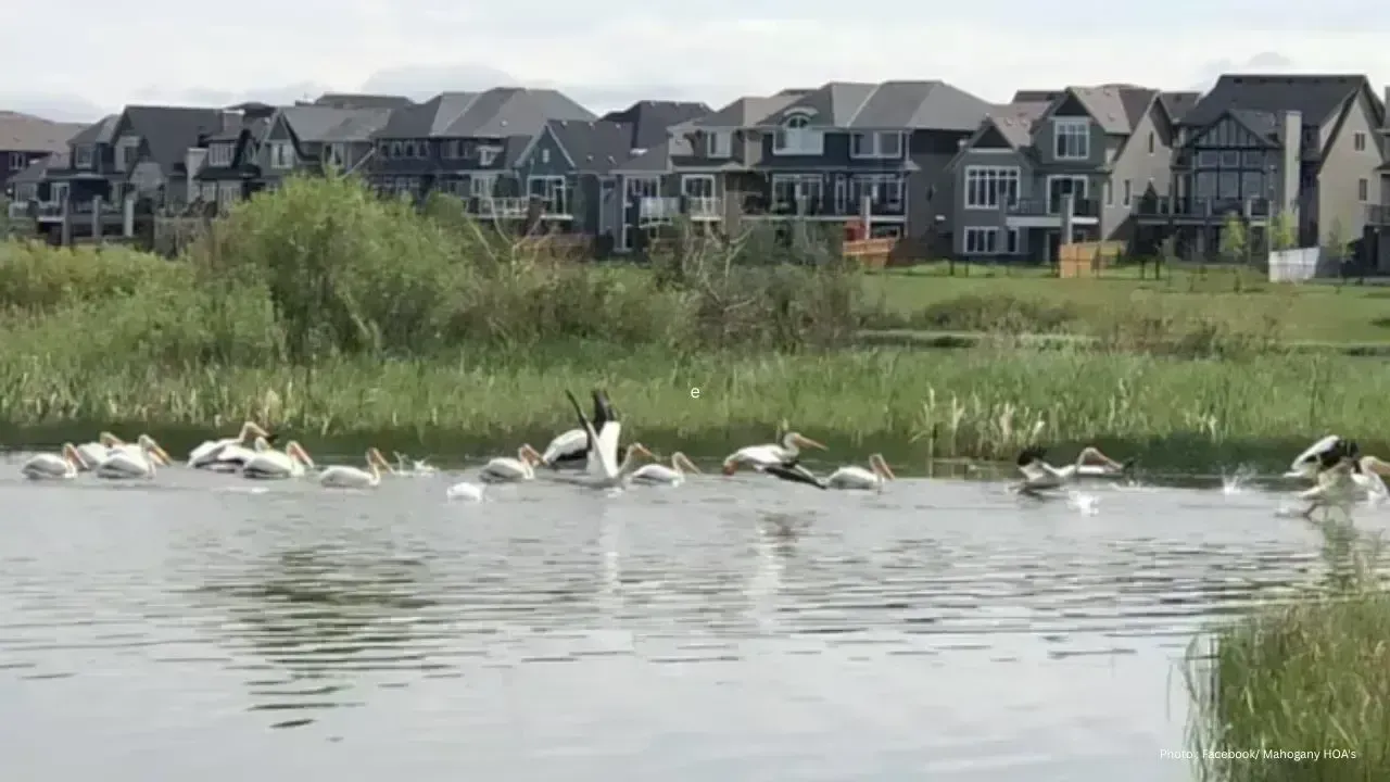 Child in Serious Condition After Calgary Beach Drowning Incident