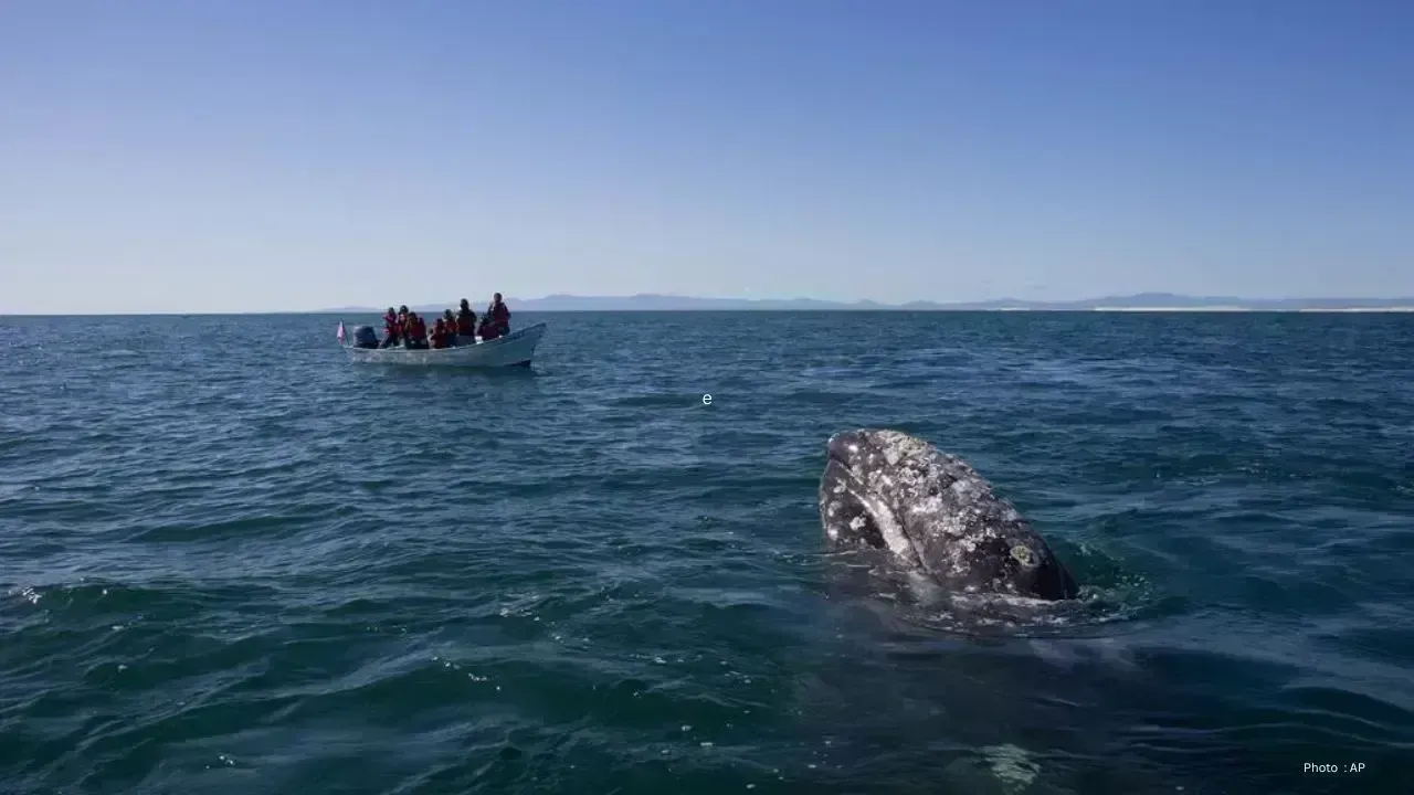 Grey Whale Struck by Jet Ski in Vancouver's Coastal Waters