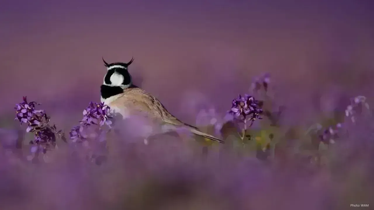 Al-Jouf Identified as a Major Bird Migration Venue by Photographer