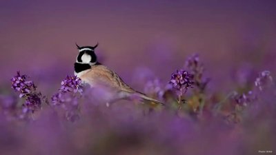 Al-Jouf Identified as a Major Bird Migration Venue by Photographer