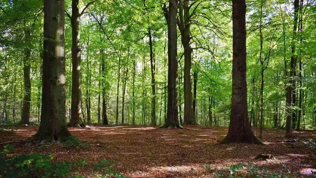 Vietnam Enforces Stricter Penalties for Forest Violations