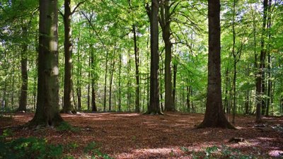Vietnam Enforces Stricter Penalties for Forest Violations