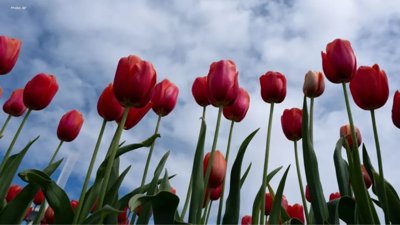 Climate Crisis Poses Major Risks to Global Flora