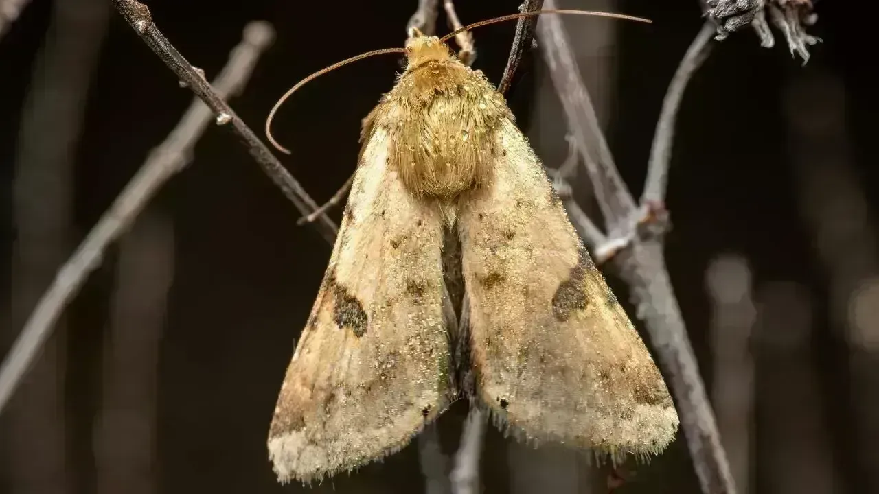 Buff-Tip Moth Poses Risk to Ladakh's Agricultural Sector