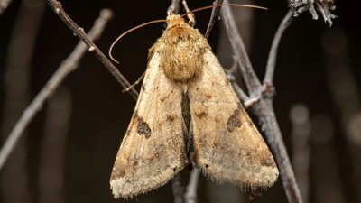 Buff-Tip Moth Poses Risk to Ladakh's Agricultural Sector