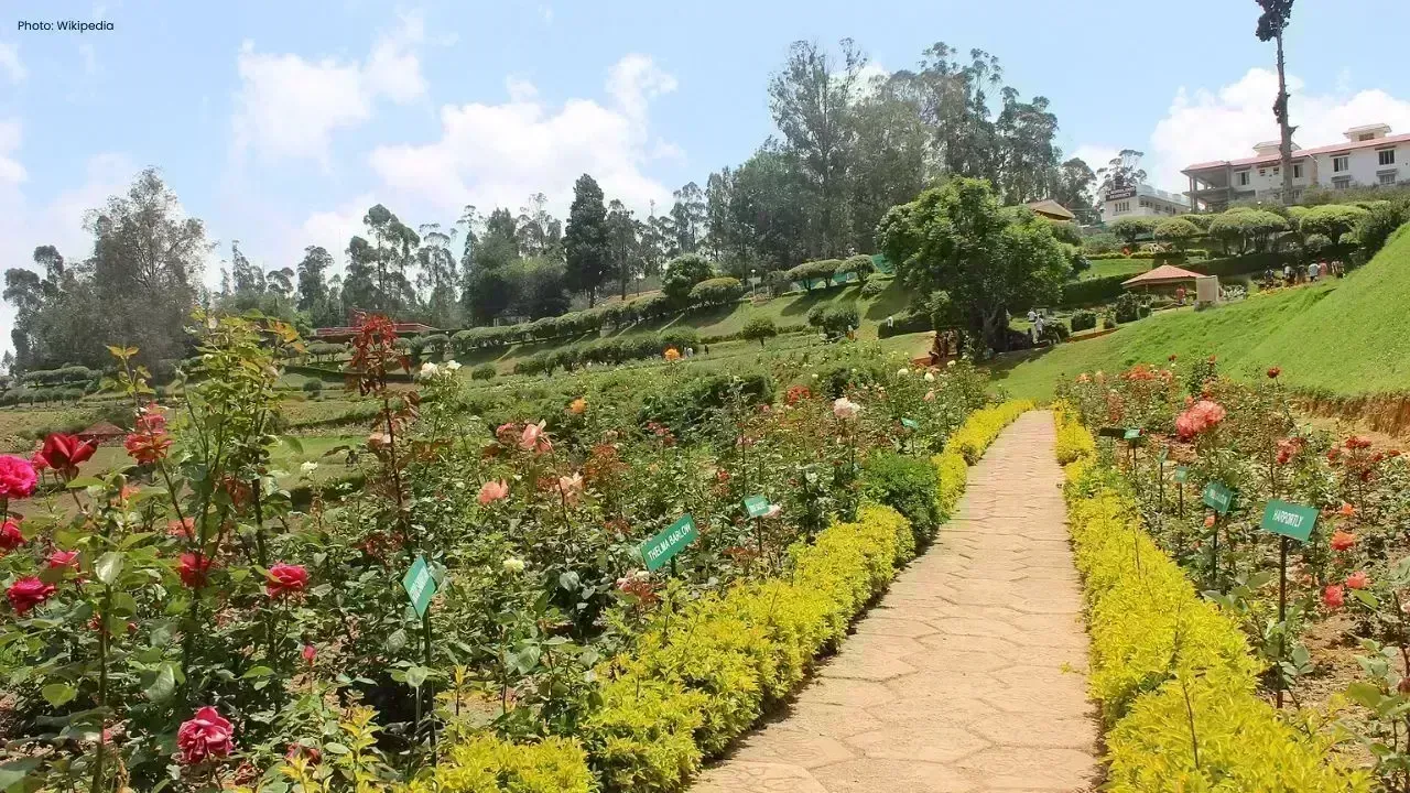 Ooty's Rose Garden Blossoms with Tourists