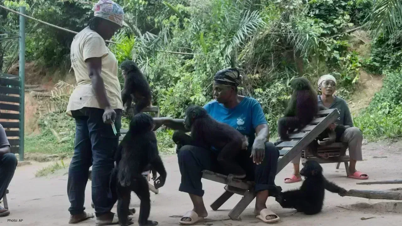 Congo’s Bonobo Sanctuary Offers Hope to Endangered Infants