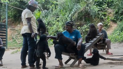 Congo’s Bonobo Sanctuary Offers Hope to Endangered Infants