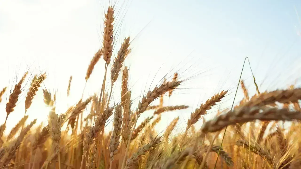 Asian Flour Millers Step Up Wheat Purchases Amid Supply Concerns