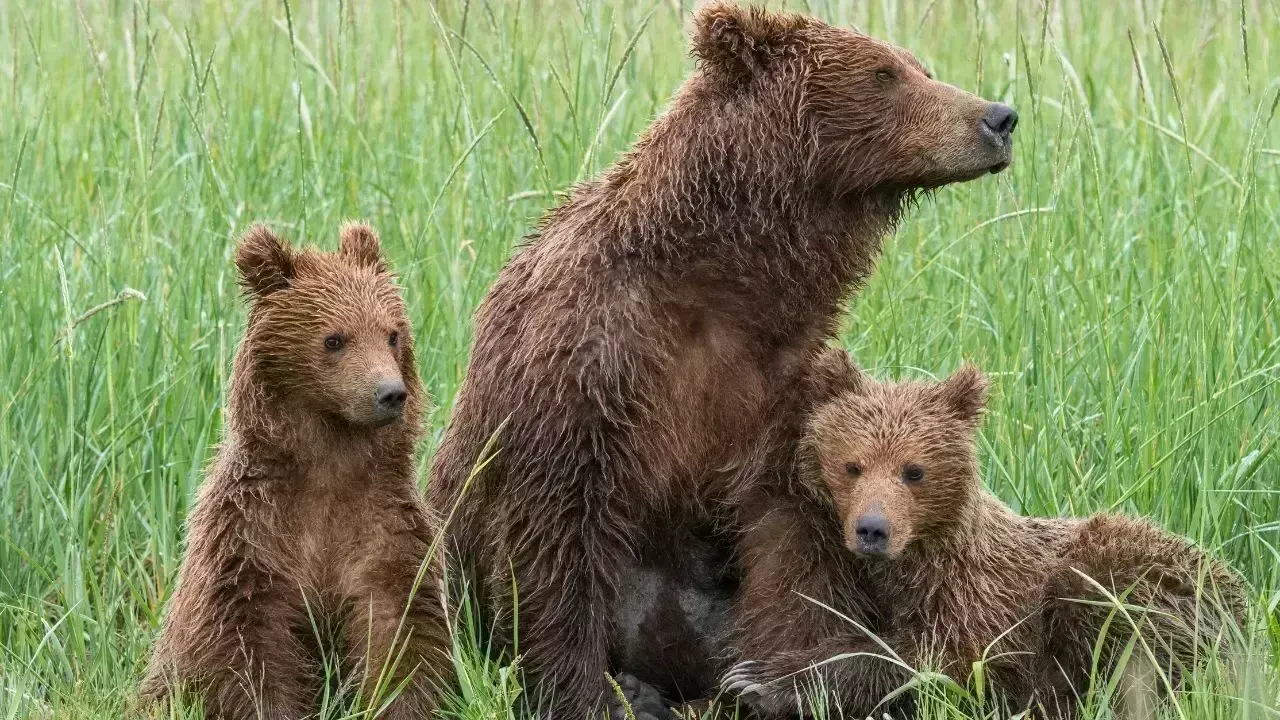 Himalayan Brown Bear Family Discovered in Kinnaur