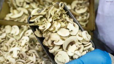 U.S. Announces Tariffs on Canadian Mushroom Exports