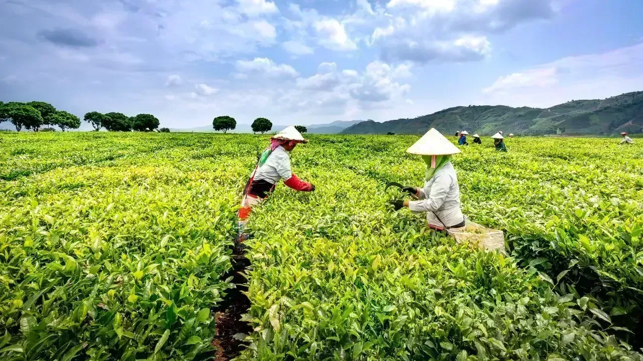 Vietnam Simplifies Cooperative Support Policies