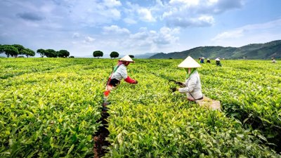 Vietnam Simplifies Cooperative Support Policies