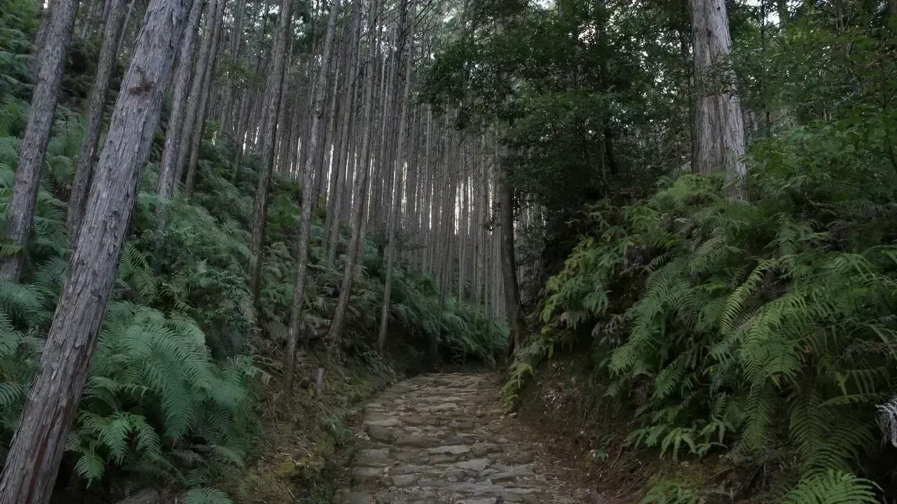 Japan's 1950s Forestry Initiative Triggers Allergy Surge