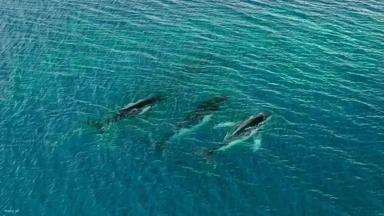 Humpback Whales Set New Migration Record with 15,000 KM Journey