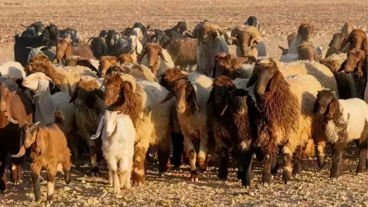 Saudi Arabia Prepares for Hajj 1447 with Abundant Sacrificial Animals