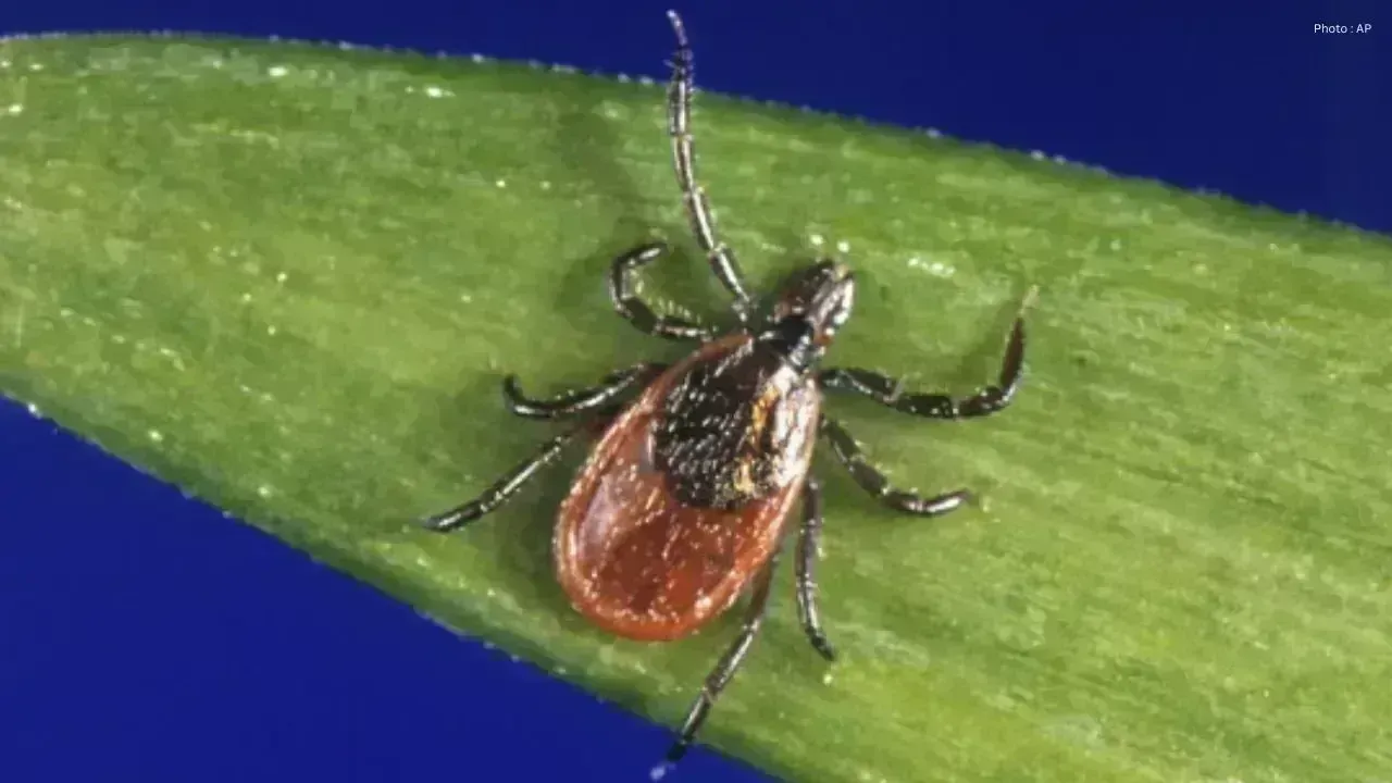 Surge in Tick-Borne Illnesses Across Canada Raises Alarm