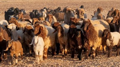 Saudi Arabia Prepares for Hajj 1447 with Abundant Sacrificial Animals