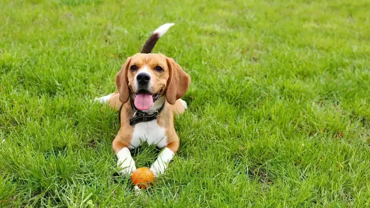 Global Excitement Surrounds AI Pet Translator