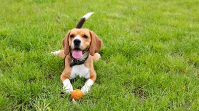Global Excitement Surrounds AI Pet Translator