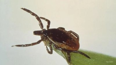 Expert Recommendations to Prevent Tick Bites