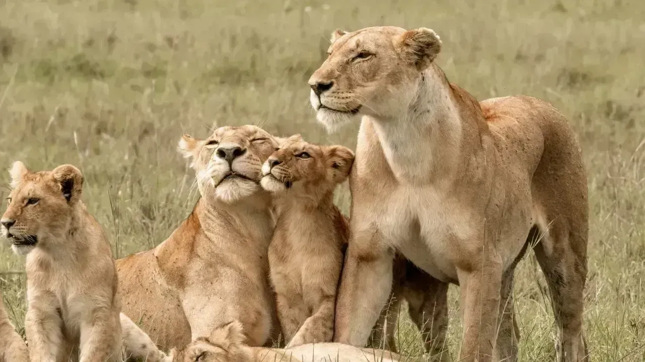 Emergency Measures in Gir Forest Following Lion Deaths